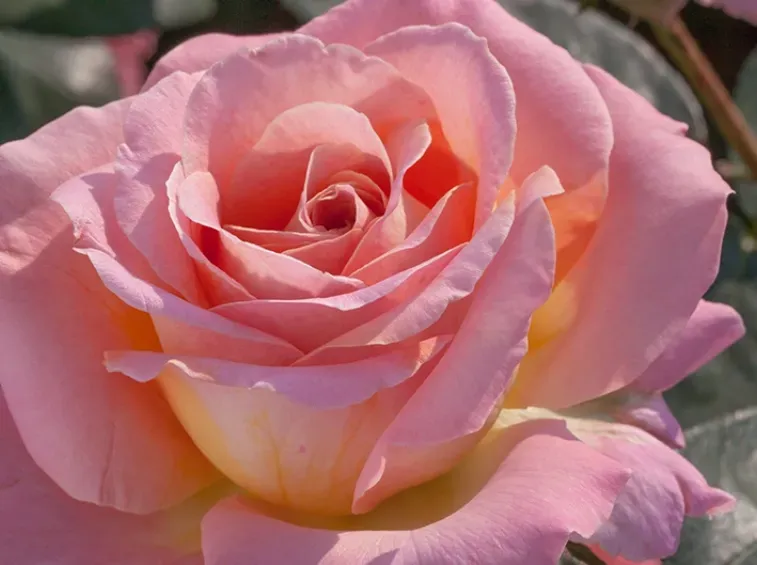 Róża wielkokwiatowa z certyfikatem ADR &#39;Elle&#39; Rosa