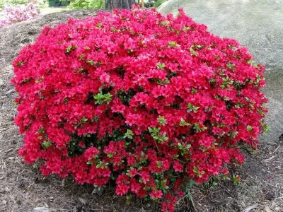 Azalia japońska 'Maruschka' Rhododendron
