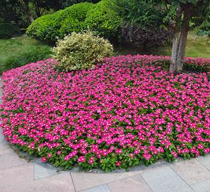 Do ogrodu (jednoroczne)