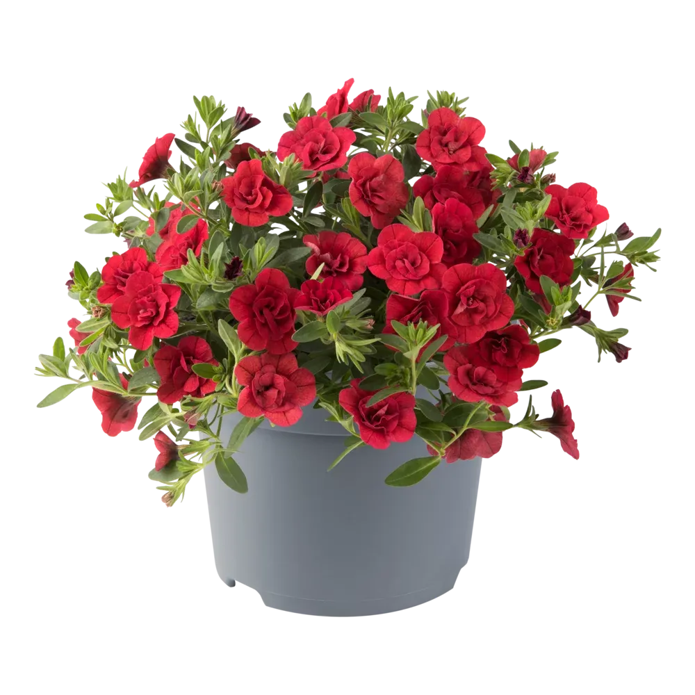 Milion dzwonków Kalibrachoa Cabaret® Double Red Calibrachoa