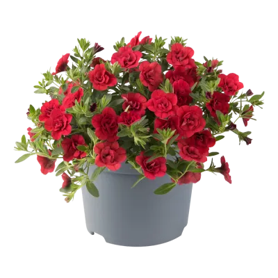 Milion dzwonków Kalibrachoa Cabaret® Double Red Calibrachoa
