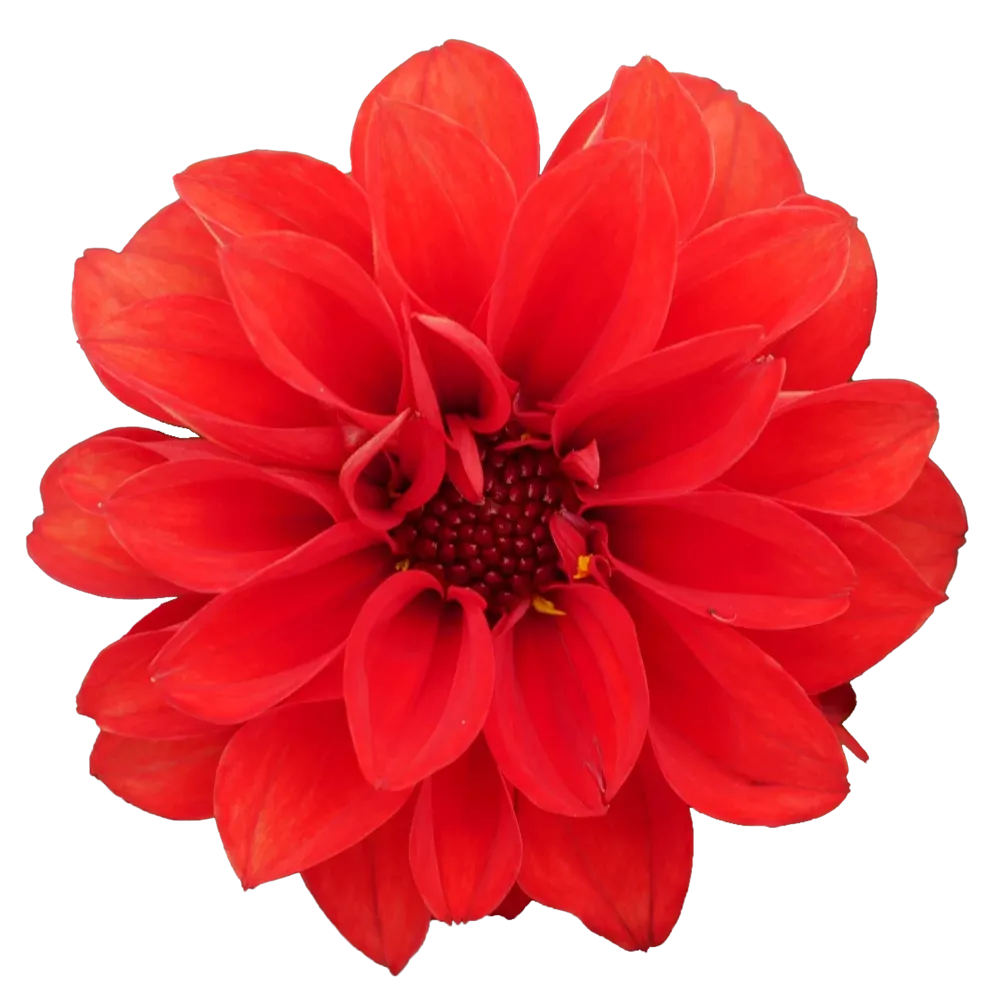 Dalia Maxi 'Gardenetta® Scarlet' Dahlia