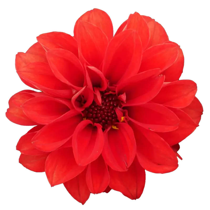 Dalia Maxi 'Gardenetta® Scarlet' Dahlia