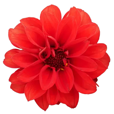 Dalia Maxi 'Gardenetta® Scarlet' Dahlia