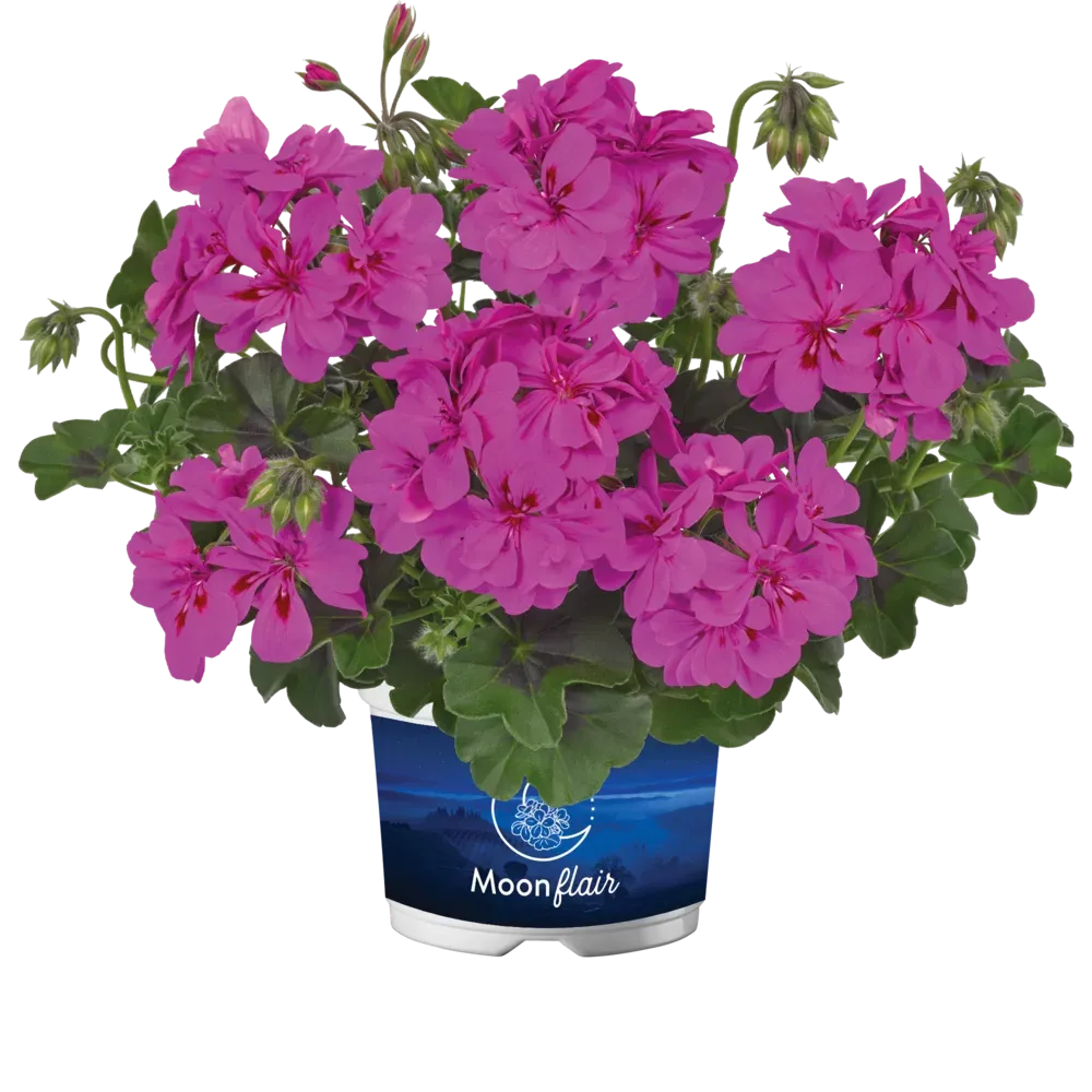 Pelargonia podwójna zwisająca bluszczolistna 'Moonflair® Amethyst' Pelargonium peltatum