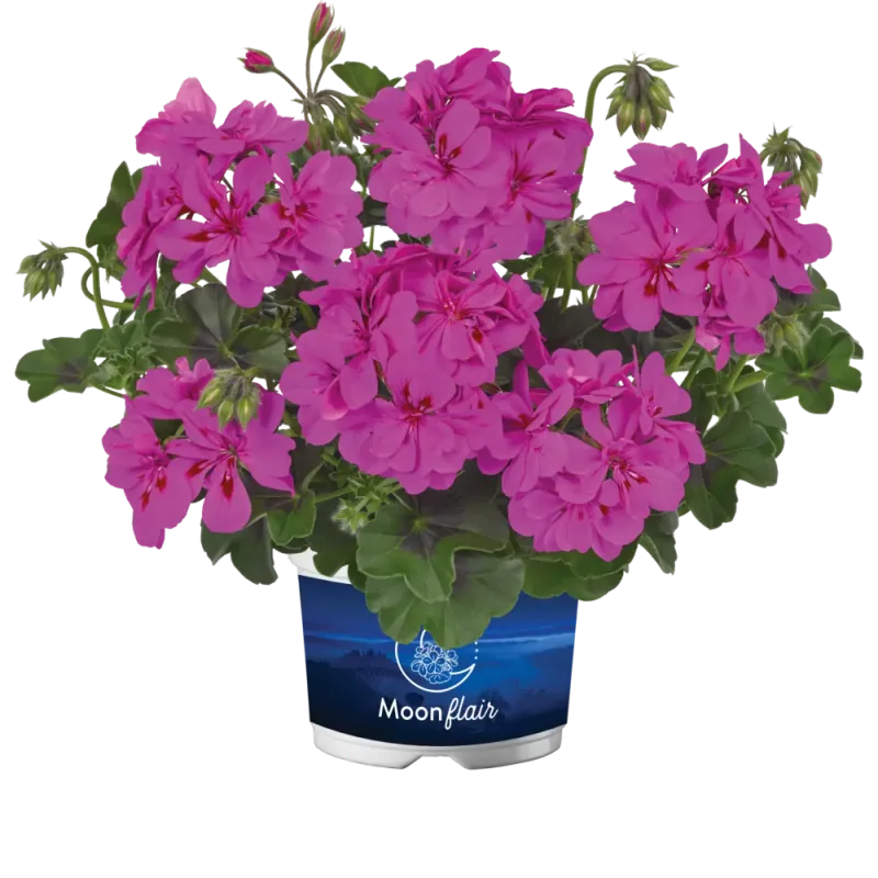 Pelargonia podwójna zwisająca bluszczolistna 'Moonflair® Amethyst' Pelargonium peltatum