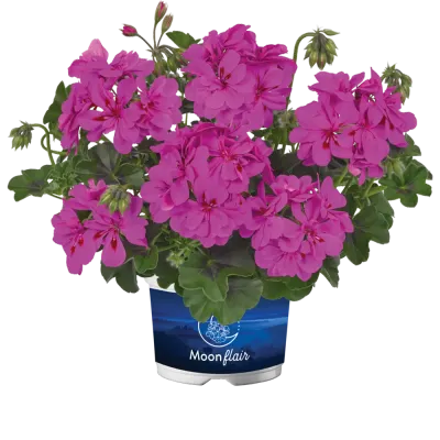 Pelargonia podwójna zwisająca bluszczolistna 'Moonflair® Amethyst' Pelargonium peltatum