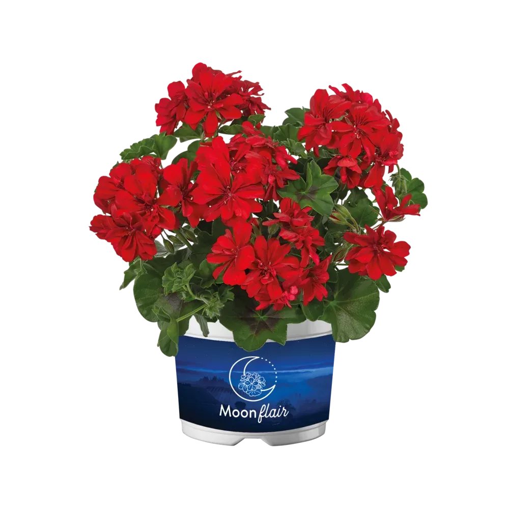 Pelargonia podwójna zwisająca bluszczolistna 'Moonflair® Red Improved' Pelargonium peltatum