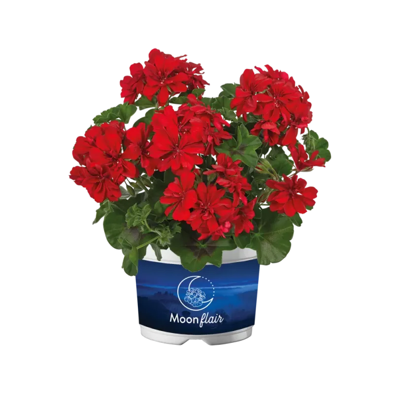 Pelargonia podwójna zwisająca bluszczolistna 'Moonflair® Red Improved' Pelargonium peltatum