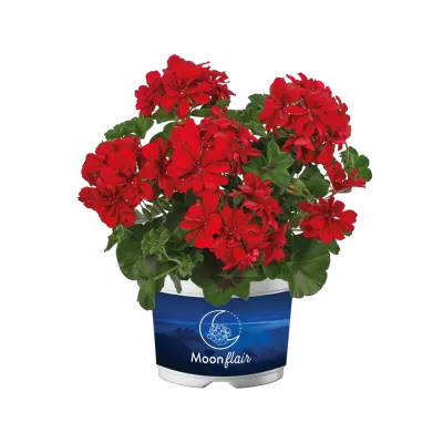 Pelargonia podwójna zwisająca bluszczolistna 'Moonflair® Red Improved' Pelargonium peltatum