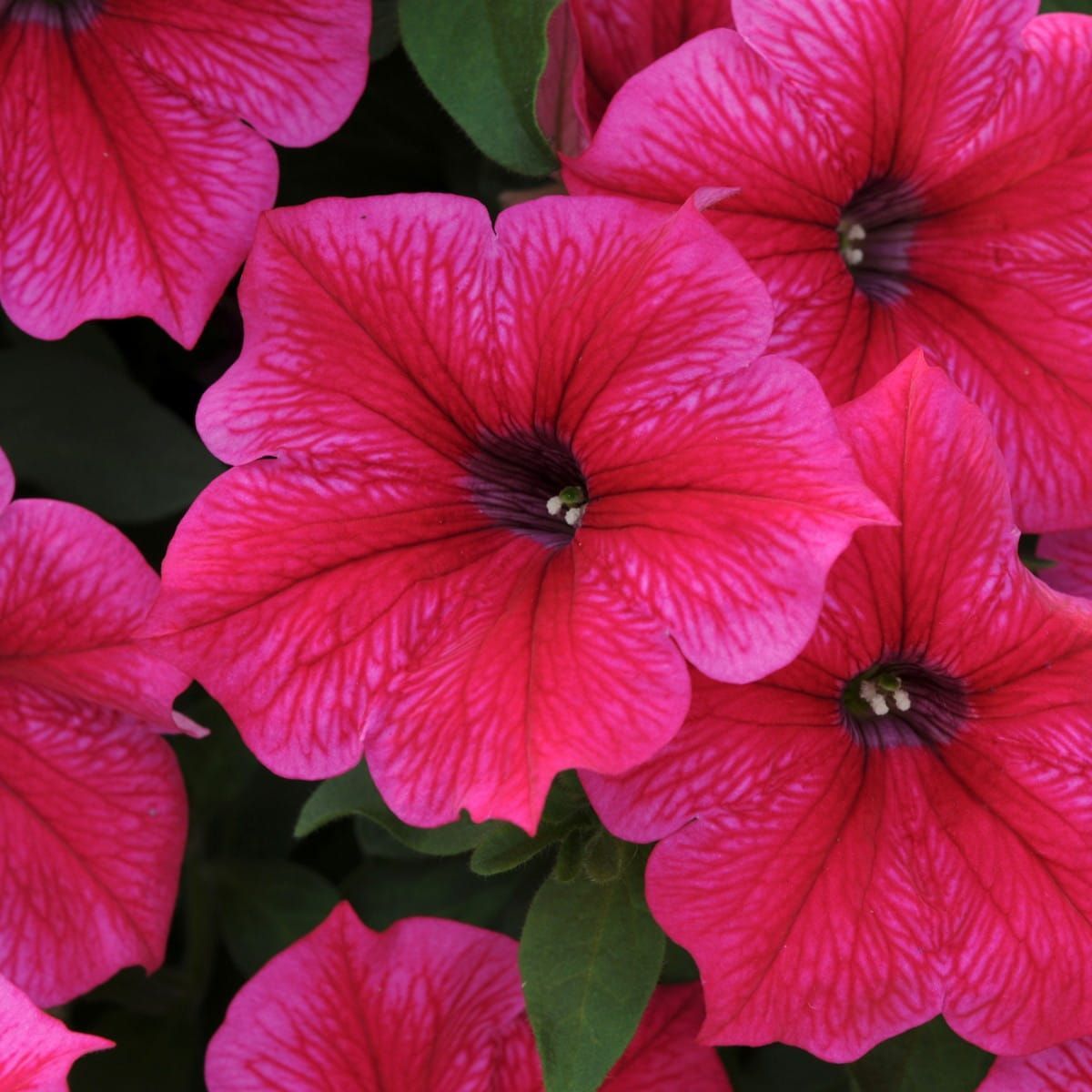 Surfinia zwisająca 'Hot Pink' Petunia hybrida