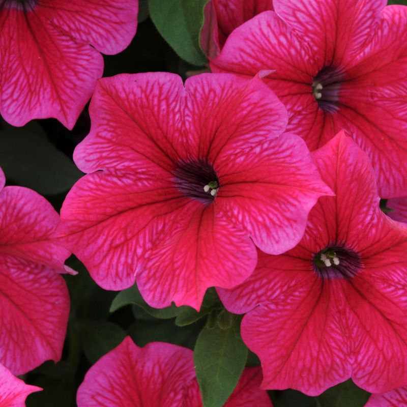 Surfinia zwisająca 'Hot Pink' Petunia hybrida