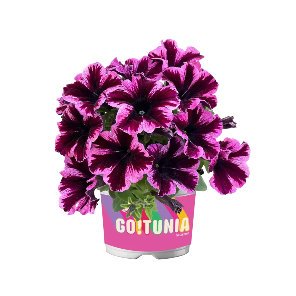 Petunia zwisająca kosmiczny róż 'Go!Tunia® Cosmic Pink' Petunia hybrida