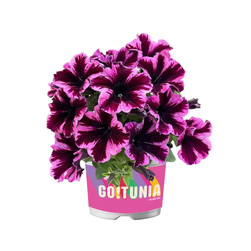 Petunia zwisająca kosmiczny róż 'Go!Tunia® Cosmic Pink' Petunia hybrida