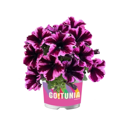 Petunia zwisająca kosmiczny róż 'Go!Tunia® Cosmic Pink' Petunia hybrida