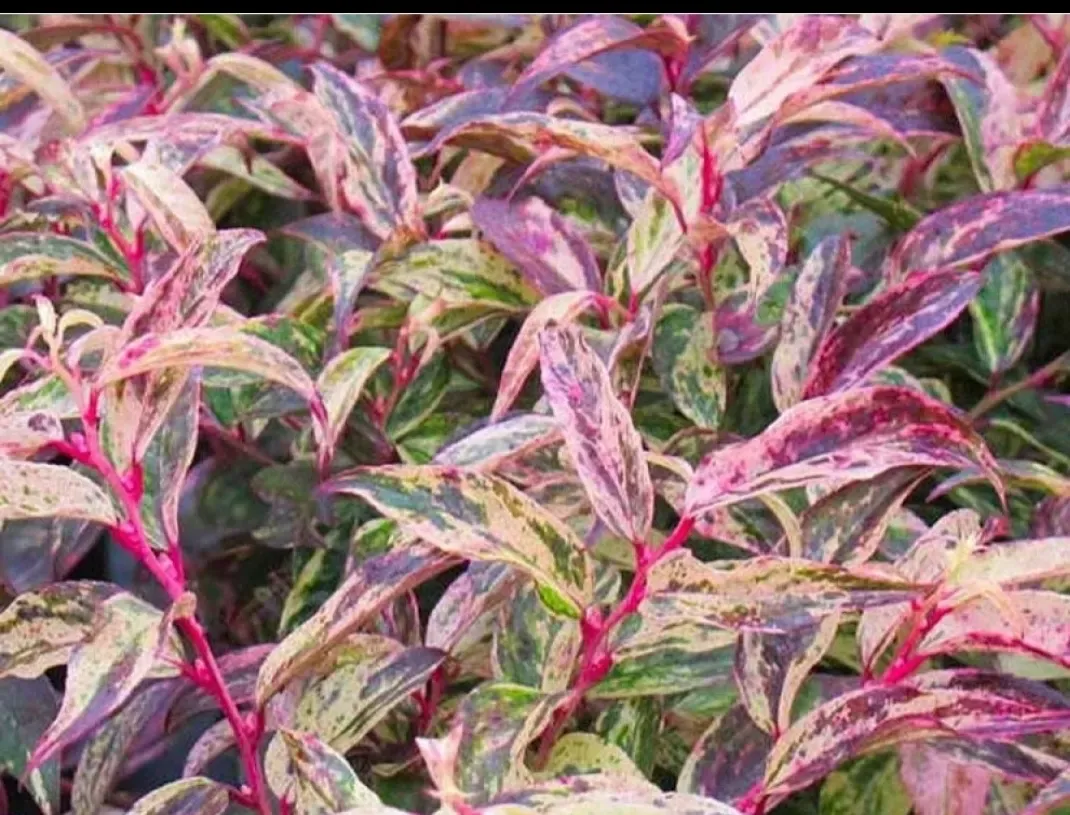 Kiścień 'Rainbow' Leucothoe fontanesiana