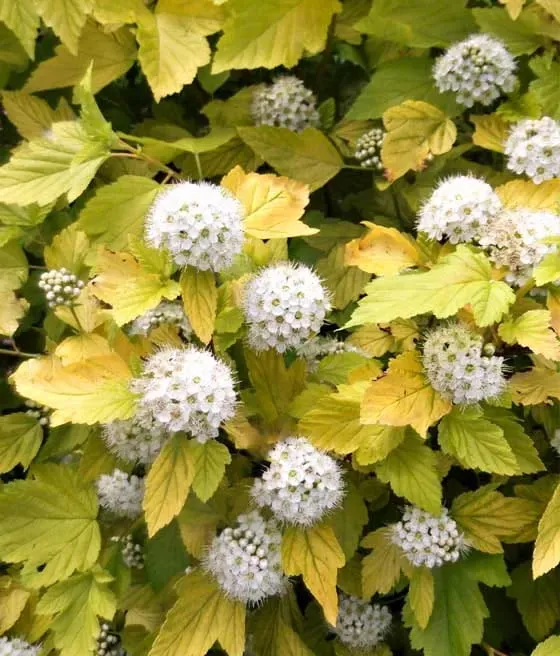 Pęcherznica kalinolistna 'Luteus' Physocarpus