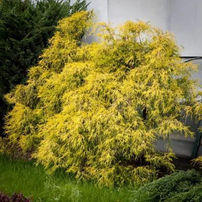 Cyprysik groszkowy 'Filifera Aurea' Chamaecyparis