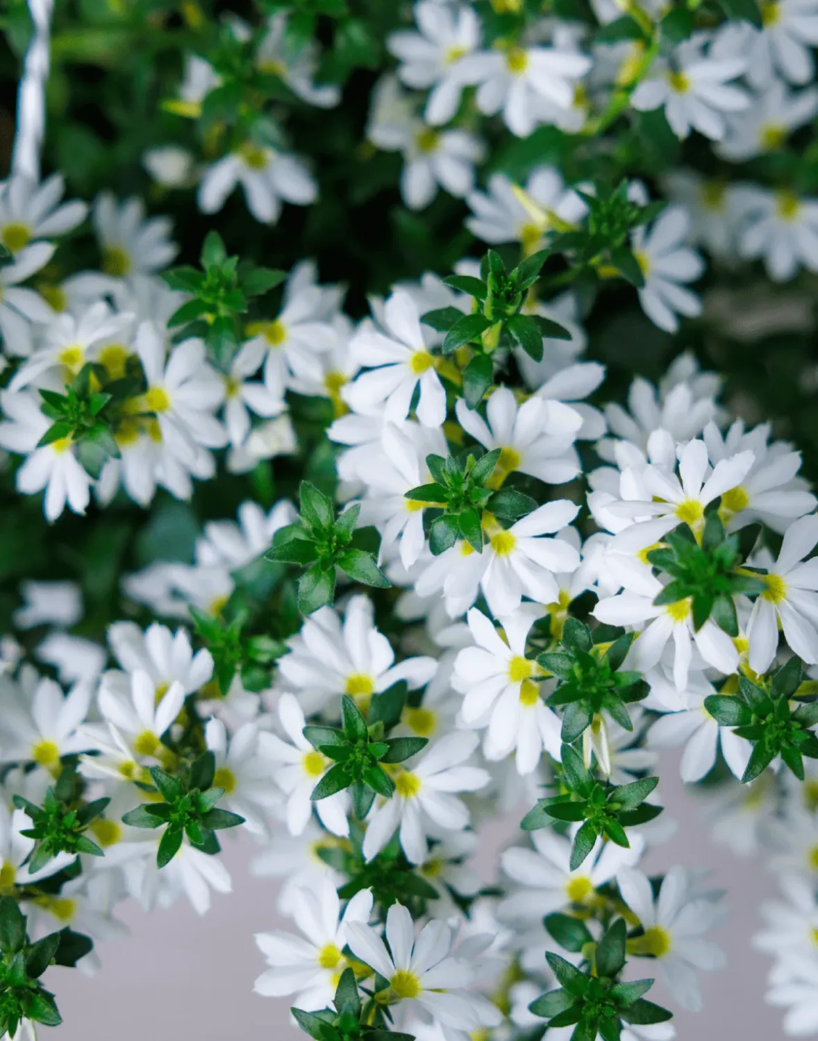 Scewola zwisająca biała 'Surdiva® Snow Blanket' Scaevola aemula