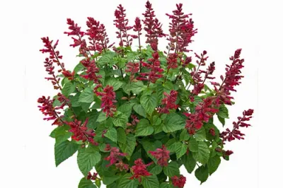 Szałwia MAXI 'Rockin Red Flamingo' Salvia