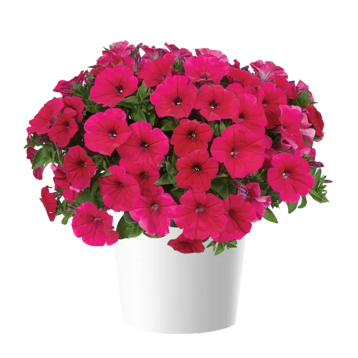 Petunia zwisająca 'Cascadias™ Fuchsia' Petunia hybrida