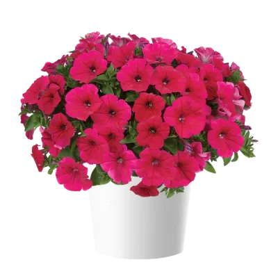 Petunia zwisająca 'Cascadias™ Fuchsia' Petunia hybrida