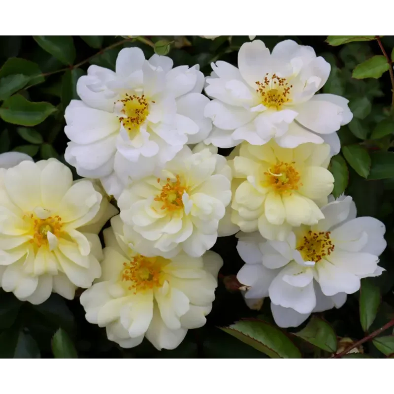 Róża okrywowa 'Drift® Ivory' Rosa hybrida