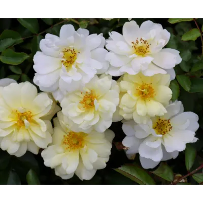 Róża okrywowa 'Drift® Ivory' Rosa hybrida