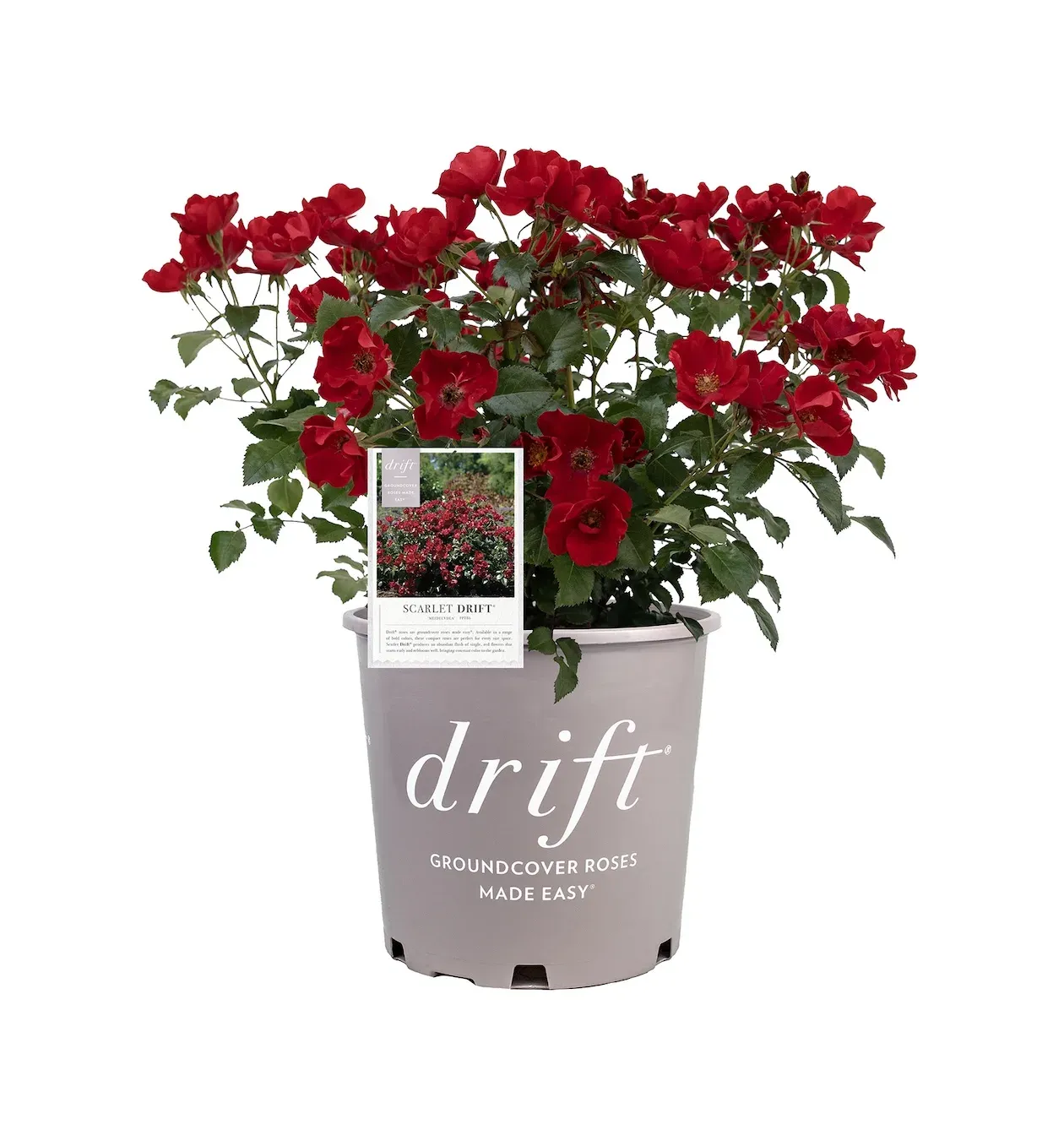 Róża okrywowa z certyfikatem ADR 'Drift® Scarlet' Rosa hybrida