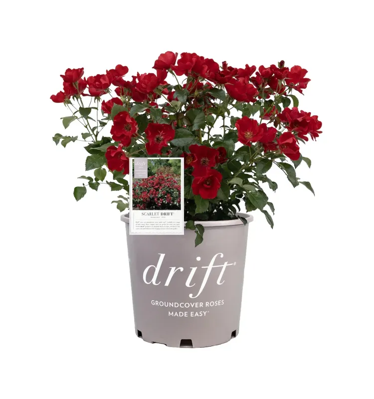 Róża okrywowa z certyfikatem ADR 'Drift® Scarlet' Rosa hybrida
