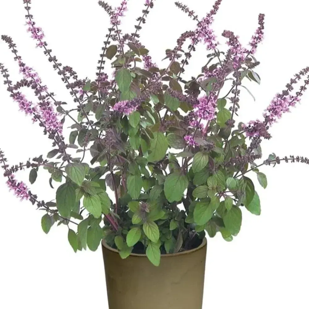 Wyjątkowa Bazylia fioletowa