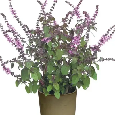 Wyjątkowa Bazylia fioletowa