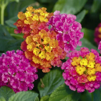 Lantana 'Calippo Tutti Frutti'