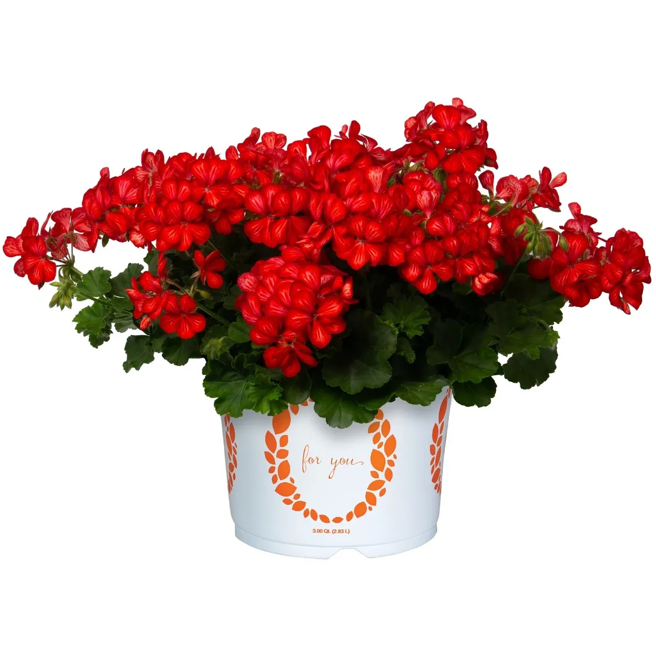 Pelargonia podwójna bluszczolistna zwisająca Grand Idols® Glory Days Red Orange Bicolor Pelargonium peltatum