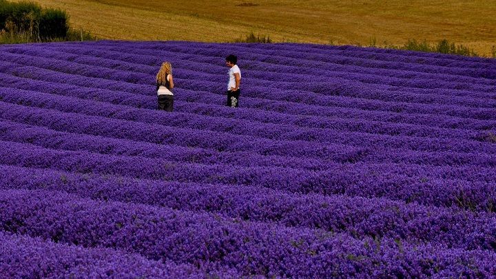 Lawenda 'Cleo Patio' Lavandula angustifolia