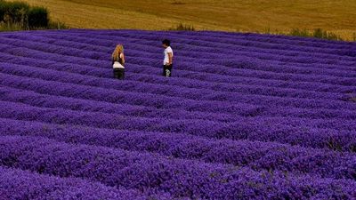 Lawenda 'Cleo Patio' Lavandula angustifolia