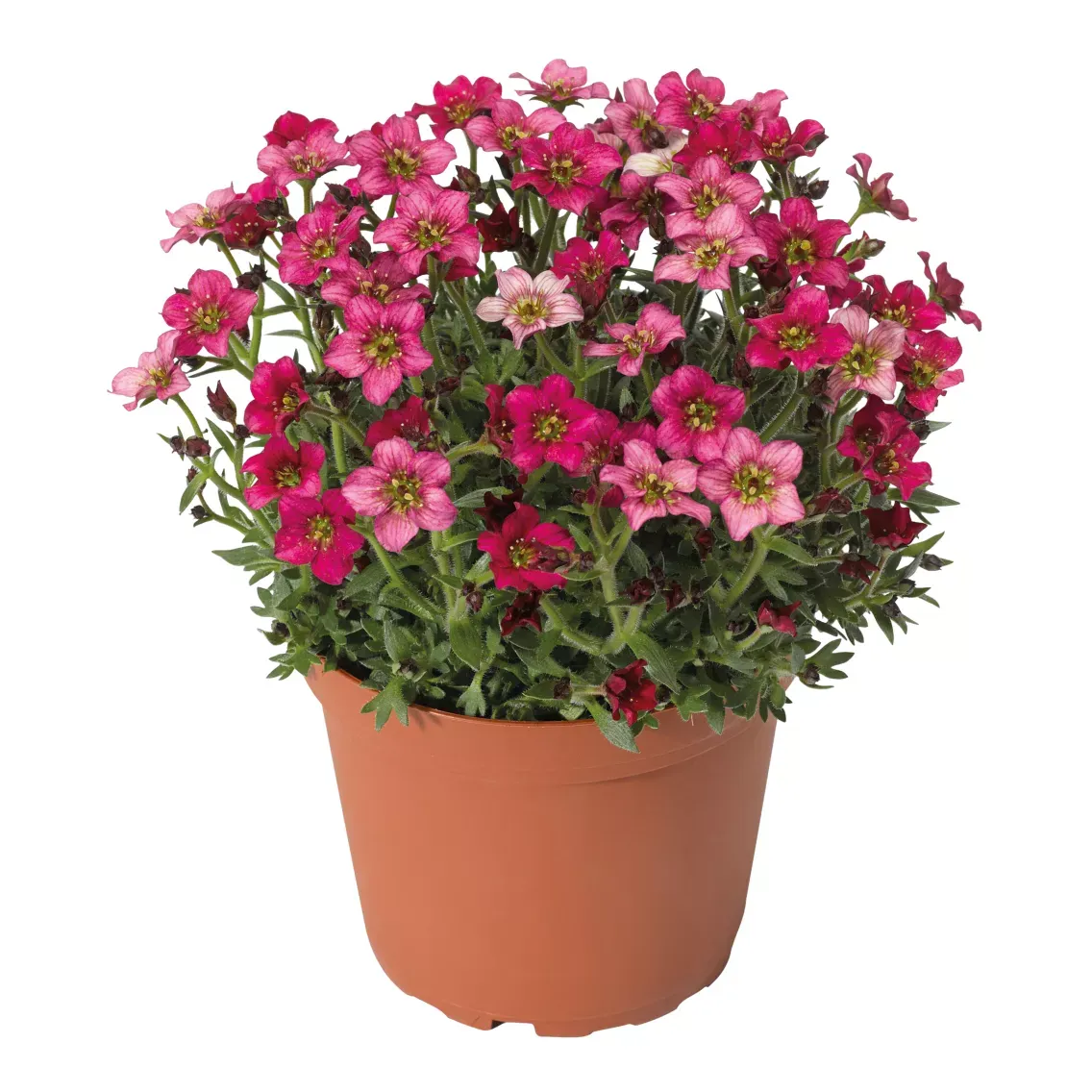 Skalnica 'Alpino Deep Rose' Saxifraga arendsii