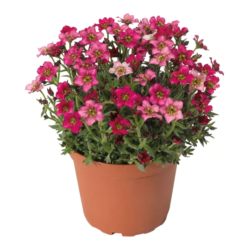 Skalnica 'Alpino Deep Rose' Saxifraga arendsii