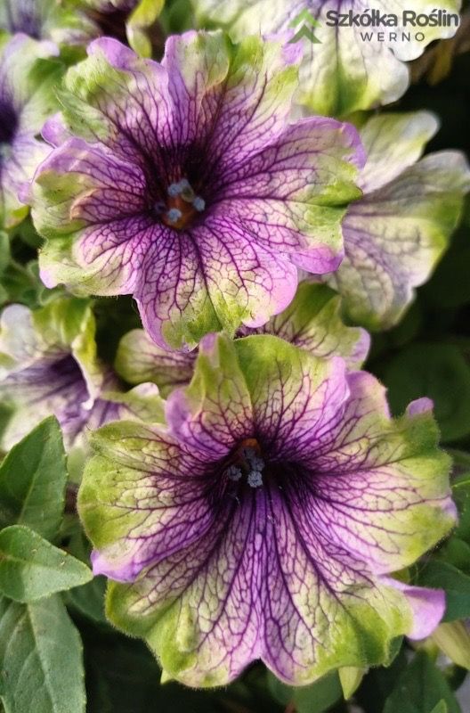 Petunia zwisająca 'Amazonas™ Plum Cackatoo' Petunia hybrida