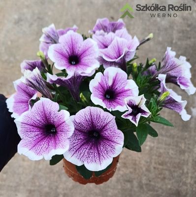 Petunia zwisająca Borówkowa Muffinka Petunia hybrida