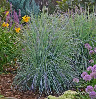 Palczatka 'Twilight Zone' Schizachyrium