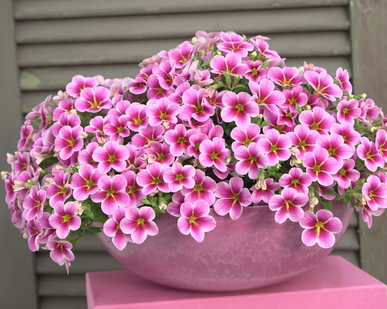 Milion dzwonków Kalibrachoa 'Rave® Pink Barbados' Calibrachoa