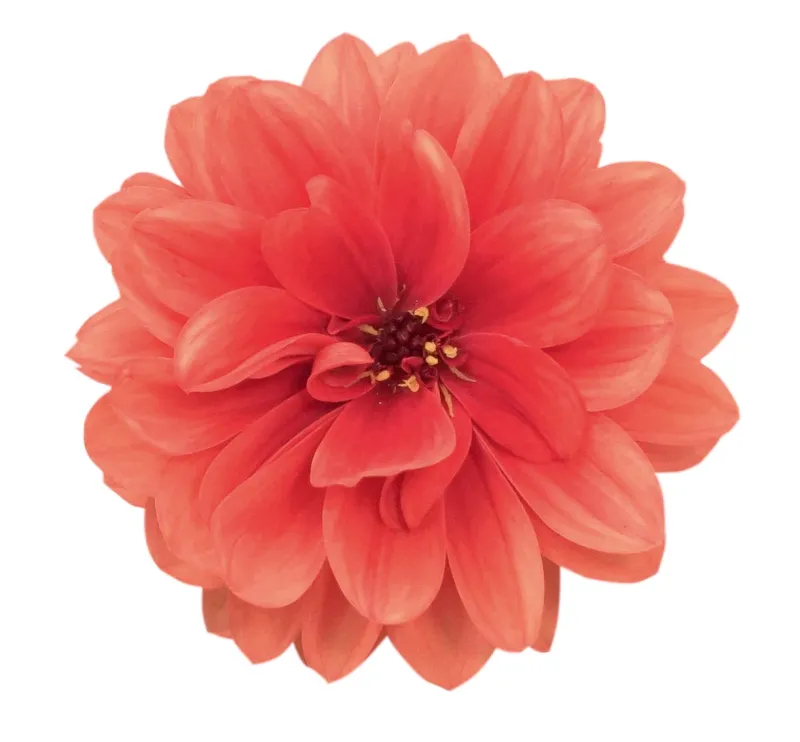 Dalia Maxi 'Delaya® Meena Ajala' Dahlia