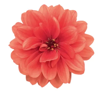 Dalia Maxi 'Delaya® Meena Ajala' Dahlia