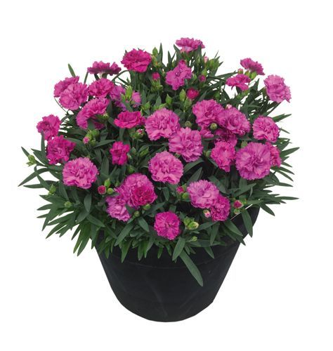 Goździk 'SuperTrouper® Amy' Dianthus hybrida