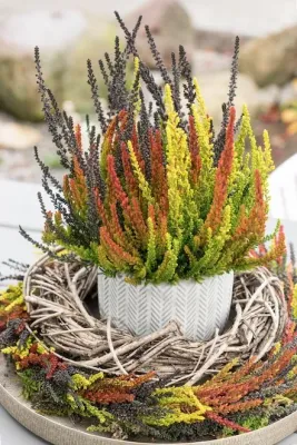 Rośliny jesienne – wrzosy i inne