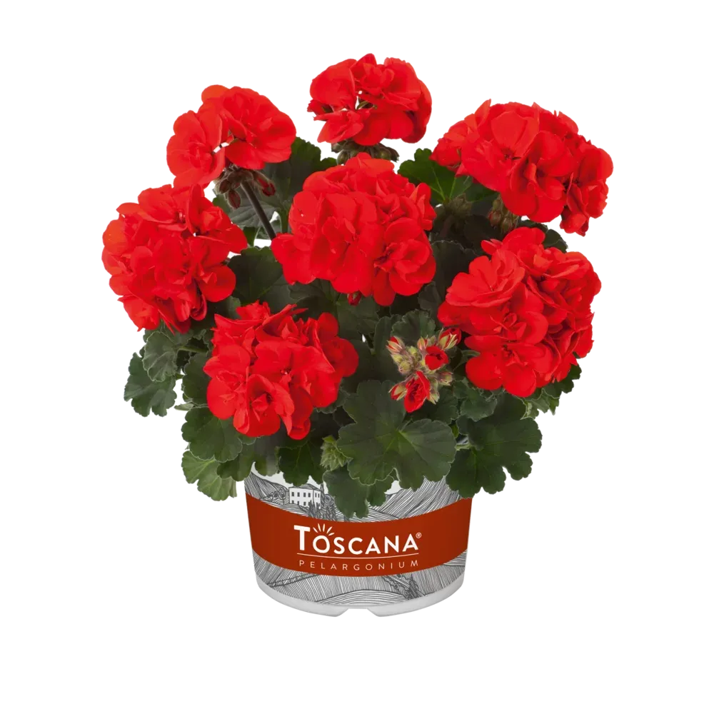 Pelargonia stojąca 'Ronja Red' Pelargonium zonale