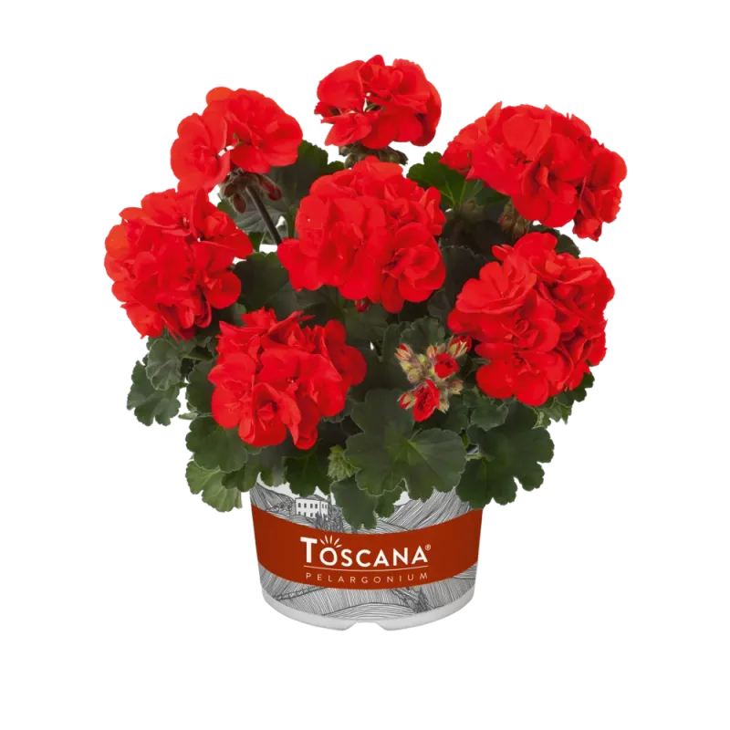 Pelargonia stojąca 'Ronja Red' Pelargonium zonale