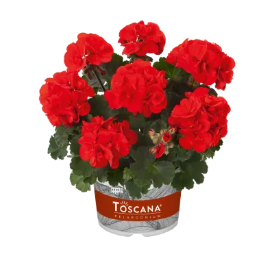 Pelargonia stojąca 'Ronja Red' Pelargonium zonale