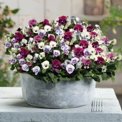 Bratki drobne MINI odcienie różu bratek